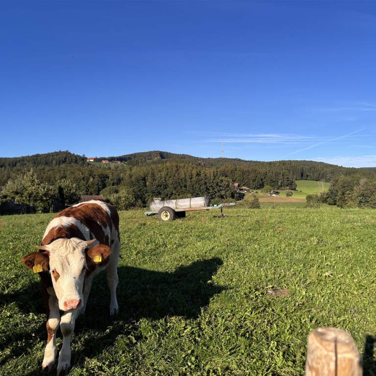 20260925170938_Johannishögl-NeubichlerAlm-StroblAlm